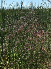 Limonium californicum