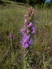 Liatris aestivalis