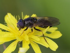 Cheilosia bergenstammi