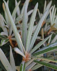 Rhododendron makinoi