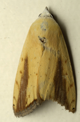 Xanthodes intersepta