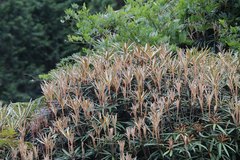 Rhododendron makinoi