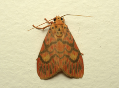 Ammatho cuneonotatus