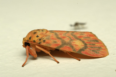 Ammatho cuneonotatus