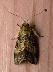 Callopistria minor