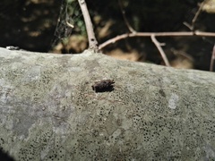 Psychidae
