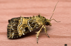 Callopistria minor