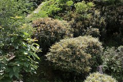 Rhododendron makinoi