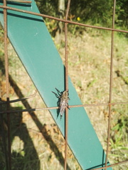 Asilidae