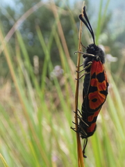 Zygaena hilaris