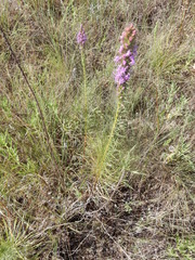 Liatris aestivalis