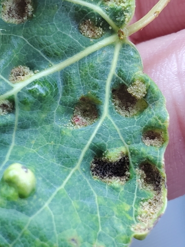 Phyllocoptes didelphis