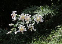 Lilium auratum