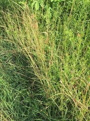 Dichanthium aristatum