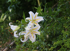Lilium auratum