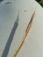 Dichanthium aristatum