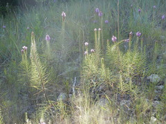 Liatris aestivalis