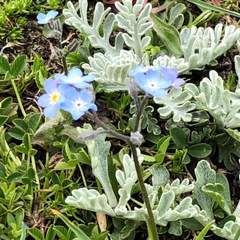 Myosotis alpestris