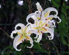 Lilium auratum