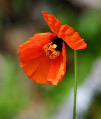 Papaver heterophyllum
