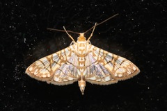 Synclera jarbusalis