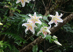 Lilium auratum