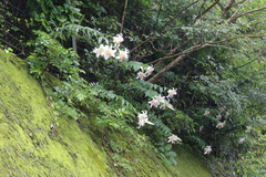 Lilium auratum