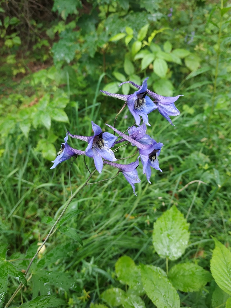 Delphinium elatum, Московская обл., Россия, 143420