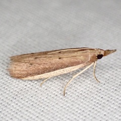 Peoria roseotinctella