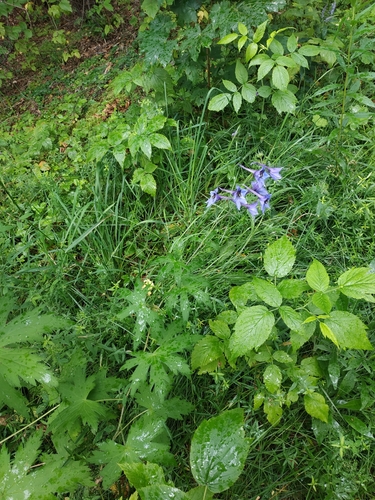 Delphinium elatum