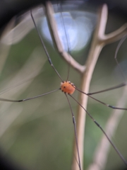 Leiobunum aldrichi