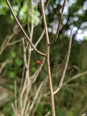 Leiobunum aldrichi