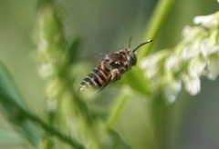 Coelioxys coturnix