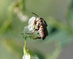 Coelioxys coturnix