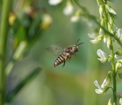 Coelioxys coturnix