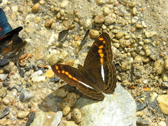 Adelpha olynthia