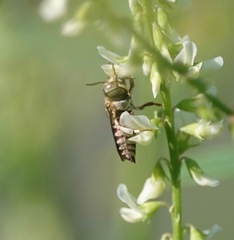 Coelioxys coturnix