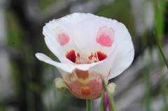 Calochortus venustus