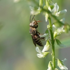 Coelioxys coturnix
