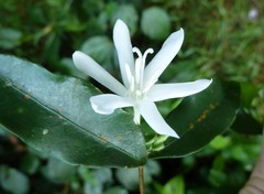 Argocoffeopsis afzelii