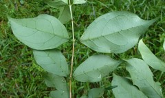 Argocoffeopsis afzelii