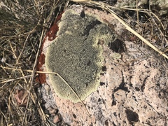 Dimelaena