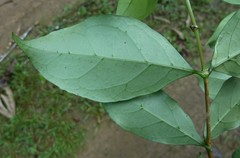 Argocoffeopsis afzelii