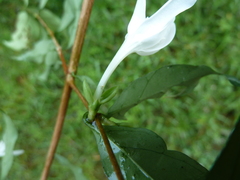 Argocoffeopsis afzelii