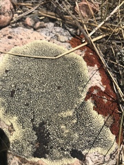 Dimelaena