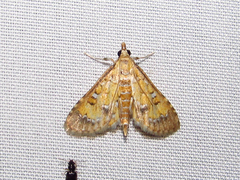 Niphograpta albiguttalis