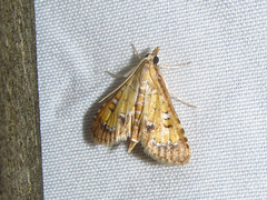 Niphograpta albiguttalis