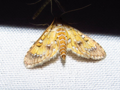Niphograpta albiguttalis
