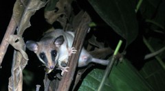 Didelphinae