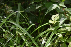 Murgaria jalapus